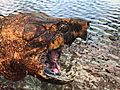 Aligator Snapping Turtle