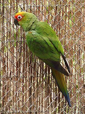 Aratinga auricapilla (Wroclaw zoo)-1.JPG