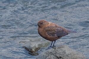 BROWN-DIPPER-PAHALGAM-1