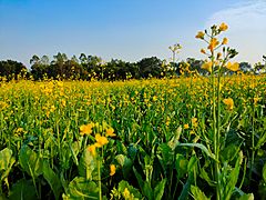 Bangladeshi mustard plants