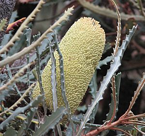 Banksia pilostylis 02