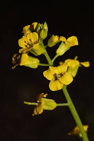 Barbarea orthoceras 6487.JPG