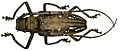 Batocera wallacei