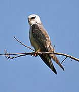 Black-winged Kite Imw IMG 9888