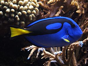 Blue tang (Paracanthurus hepatus) 02.jpg