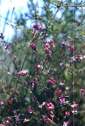 Boronia nematophylla.jpg