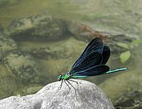 Calopteryx virgo2