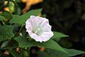 Calystegia sepium 05