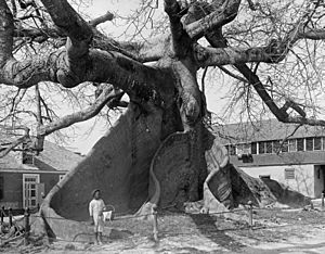 Ceiba Nassau 1900