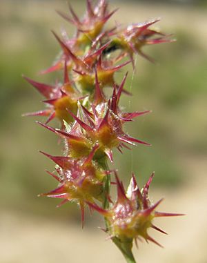 Cenchrus spinifex burrs.jpg