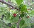 Cercocarpus montanus 1