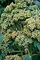 Chenopodium quinoa before flowering