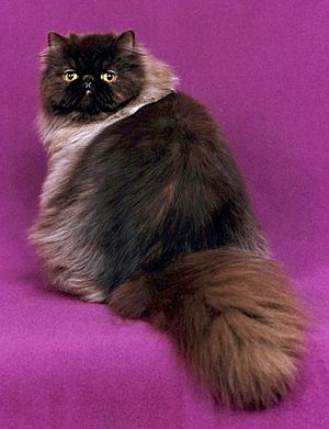 Chocolate Persian