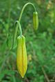 Columbia Lily Buds (3630078580)