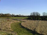 Community woodland - Golden Wood