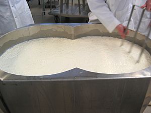 Curd Cutting