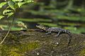 Dwarf Crocodile juv - Ankasa - Ghana 14 S4E1975 (16203014142)