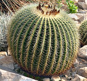 Echinocactus grusonii (aka).jpg