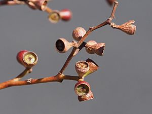 Eucalyptus conica fruit