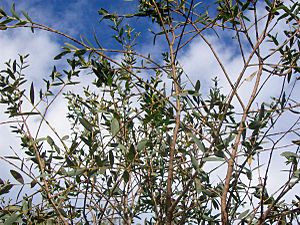 Eucalyptus parvula Batemans Bay.jpg