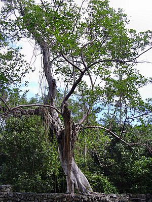 Ficus aurea03.jpg