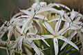 Fraser Island wildflower