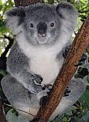 Friendly Female Koala