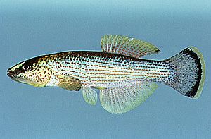 Fundulus catenatus.jpg