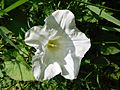 GT Convolvulus (Bindweed)