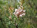 Grevillea acerata