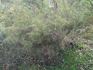 Hakea strumosa habit