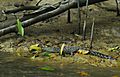 Hatchling saltwater crocodile