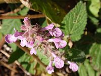 Hedge Nettle 004