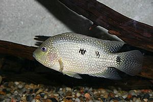 Herichthys cyanoguttatum (Rio Grande Cichlid).jpg