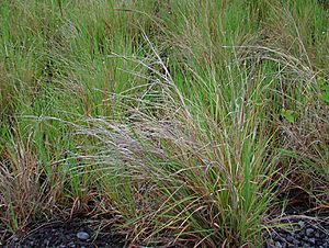 Heteropogon contortus.jpg