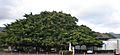 Honolulu-ChurchofCrossroads-banyan