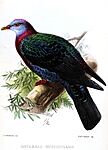 IanthoenasGriseogularisKeulemans