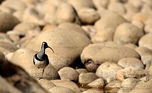 Ibisbill from Bhutan