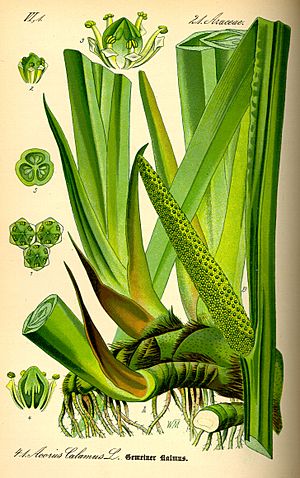 Illustration Acorus calamus0