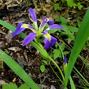 Iris brevicaulis.jpg