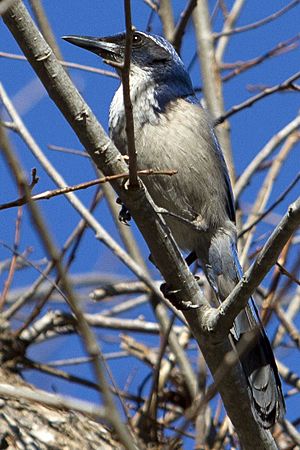 Island Scrub Jay Aphelocoma insularis.jpg