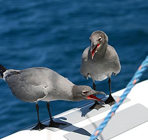 Lava gull pair.jpg