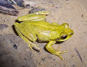 Litoria revelata male.jpg