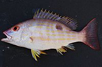 Lutjanus synagris.jpg