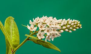 Lysimachia clethroides. 06-08-2020 (d.j.b.) 01.jpg