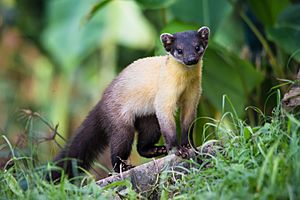 Martes flavigula, yellow-throated marten.jpg