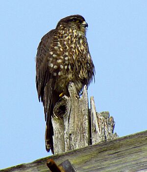 Merlin, juvenile, Ottawa