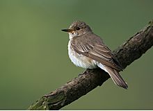 Muscicapa striata 1 (Martin Mecnarowski).jpg