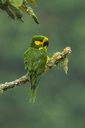 Ognorhynchus icterotis -Colombia-8.jpg