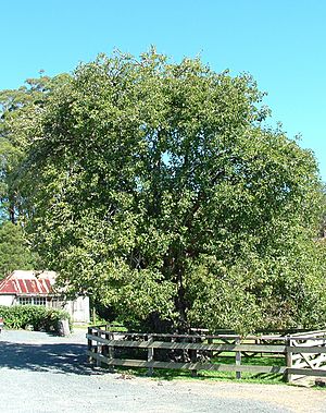 Oldest.fruit.tree